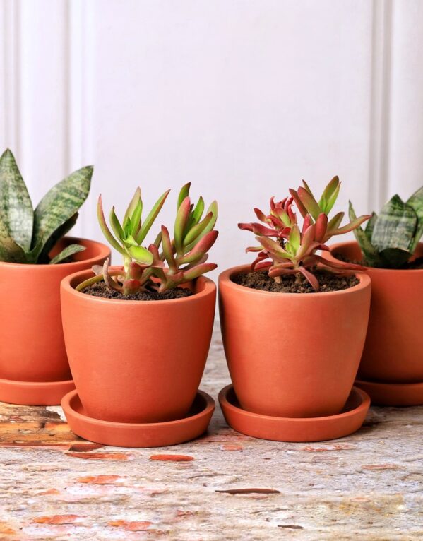 Terracotta Pot Small